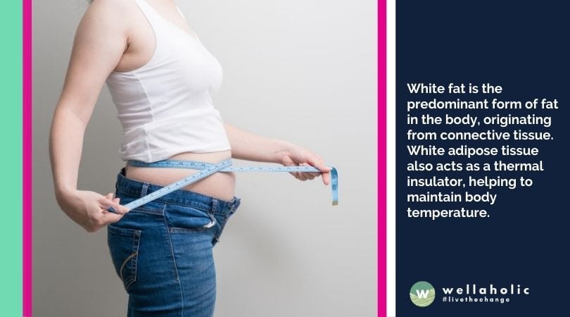 What is Brown Fat?
